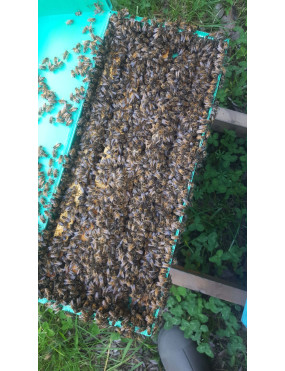 Bee nucleus 2027 only...