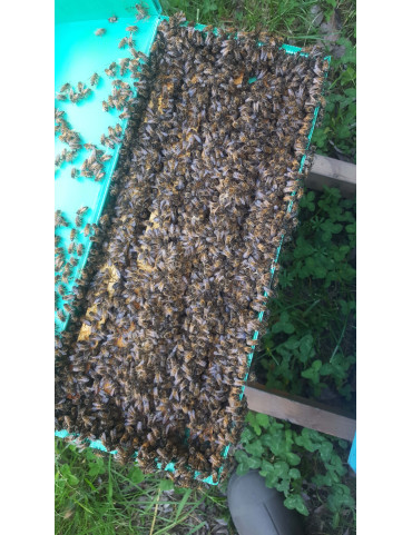 Bee nucleus 2027 only DEPOSIT  (NON REFUNDABLE)