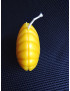 C243 – Seashell Beeswax Candle, 100g, 7cm