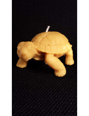 C020  Turtle