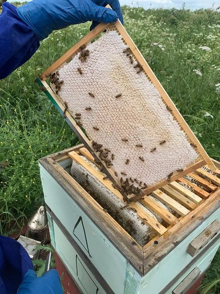 Perfectly capped honey frame ready for harvest