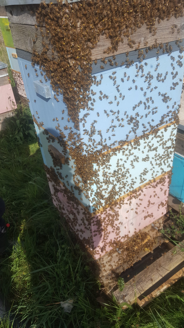 When dozens of foragers return at the same time the hive entrance gets completely blocked – here’s the result!