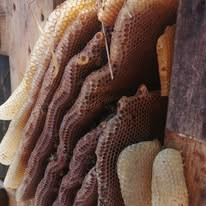 Wild comb built by the bees wherever they choose