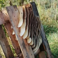 Wild comb built between the wooden slats of the pallet