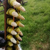 Queen cells ready to be introduced into new colonies