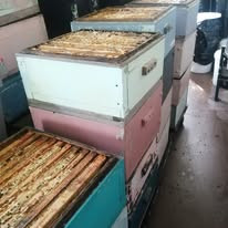 Full boxes ready for honey collection