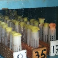 Queen cells in the incubator one day before the queens emerge