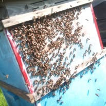 Excess bees clustering on the outside wall of the hive