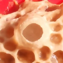 Naturally built queen cell with larva floating on royal jelly