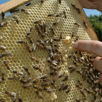 The bees decided to build a queen cell themselves