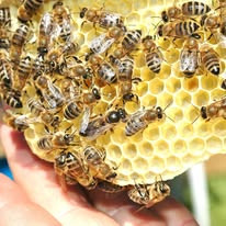 Frame from a mating nuc with a fresh, unmarked new queen