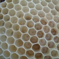 Another frame packed with developing larvae