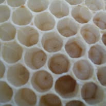 Frame full of young bee larvae