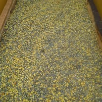Full pollen drawer ready for drying and cleaning