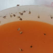 Bee stings collected on a silicone spoon for research and demonstration