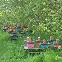 Mating nucs with established small colonies