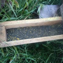 Dark poppy pollen collected and stored in the side drawer of the hive