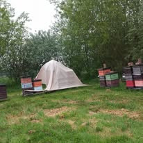 When it rains during grafting, this tent becomes very useful protection