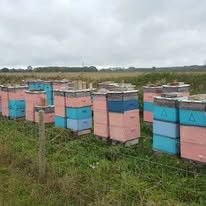 Our modern polystyrene hives in a sunny, sheltered spot on the Nottinghamshire farm