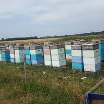 Strategically placed hives surrounded by rich pasture and natural forage