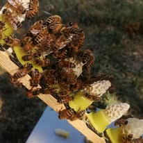 Queen cell bar with developing cells and attending bees