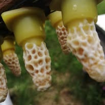 Queen cells on our handmade beeswax cups