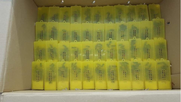 Mated queens safely caged and ready for dispatch to other beekeepers