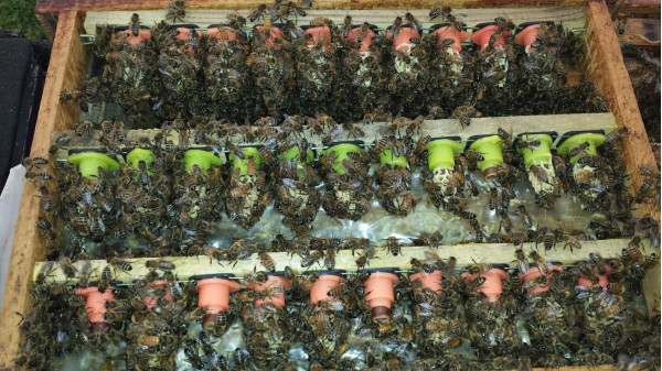 Breeding frame prepared for grafting larvae into queen cups