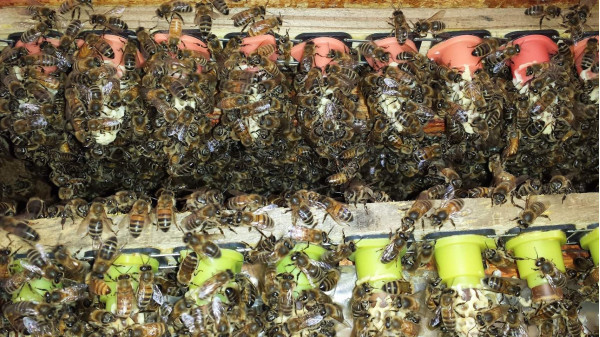 Worker bees carefully tending to developing queen cells