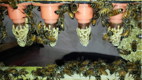 Sealed queen cells ready for emergence