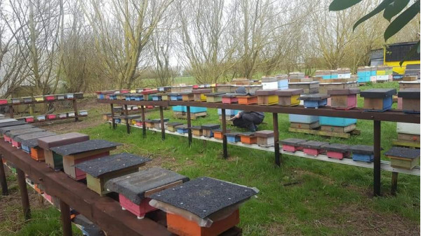 Mini mating nucs on tables – our practical queen rearing system for easier and safer work with queens