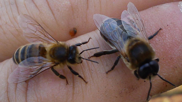Worker bee and drone side by side – can you spot the clear difference?