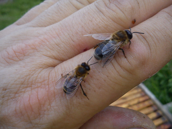 Worker bee chasing a drone across my hand